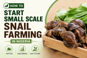 Start Small Scale Snail Farming in Nigeria: Cost 2026/27