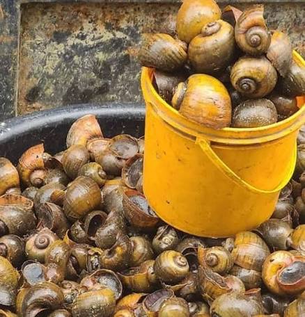Start Small Scale Snail Farming in Nigeria1 1